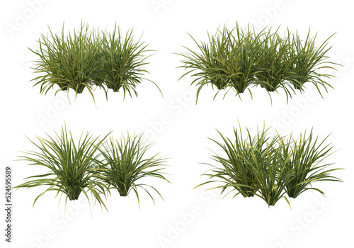 Shrubs and grass on a transparent background 