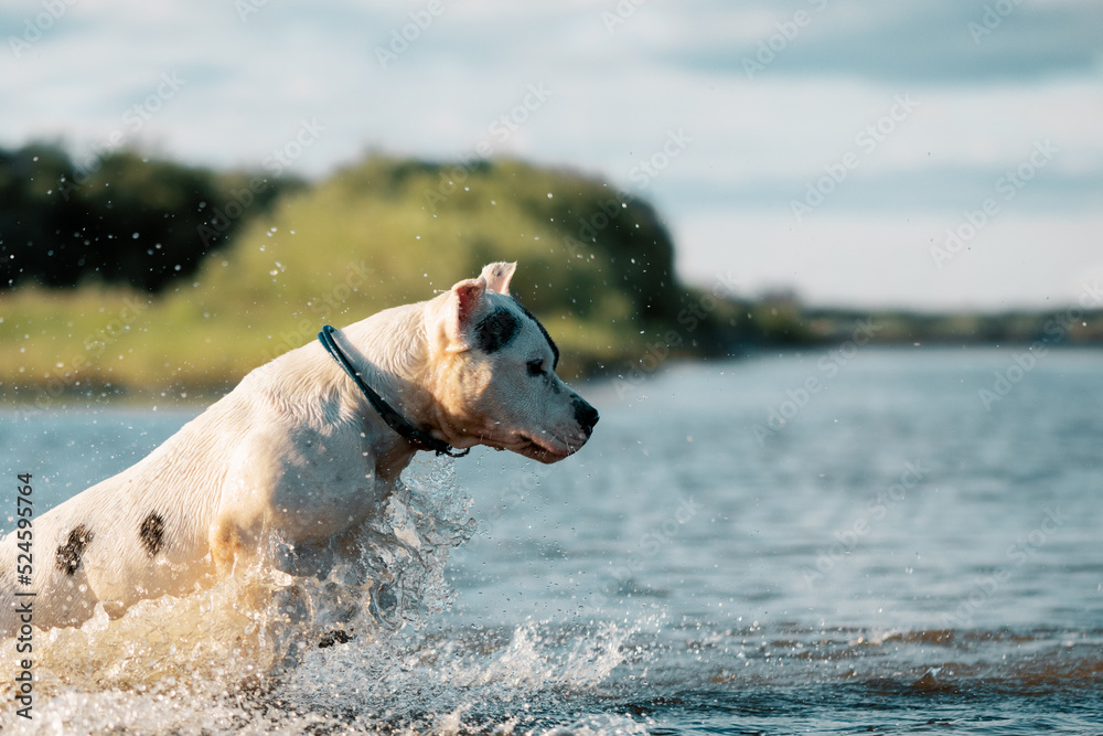Dog jumping out of water, side view Dog jumping out of water, side view