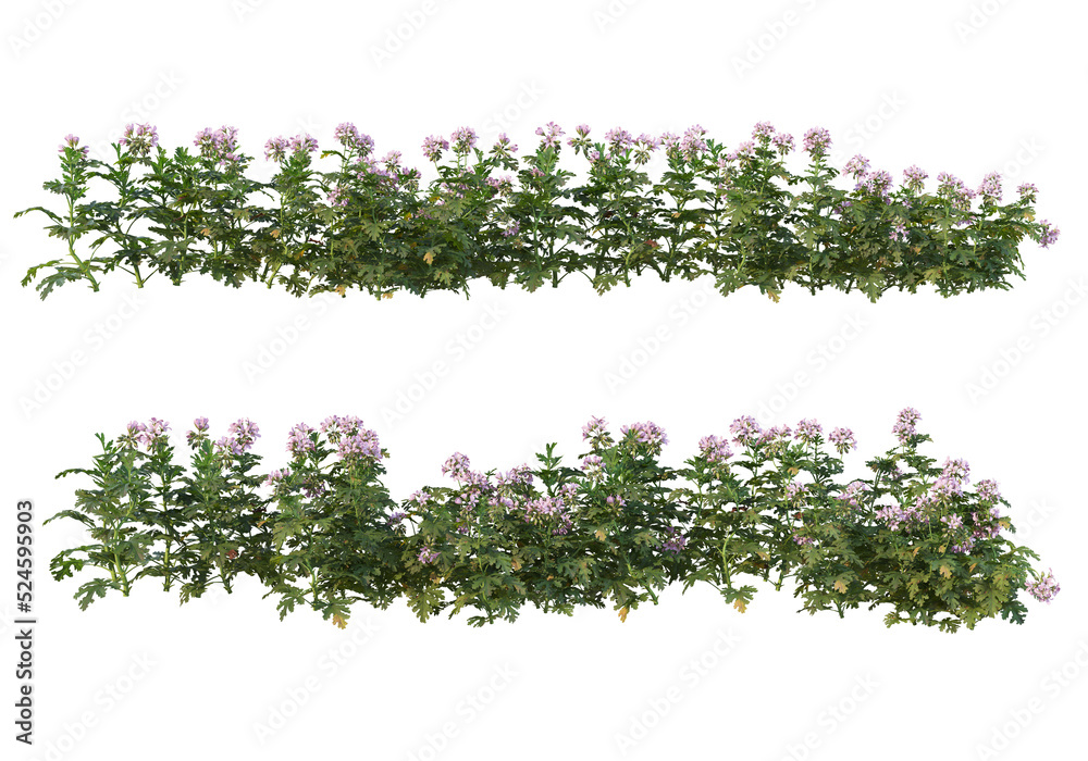 Obraz premium Flowers on a transparent background 