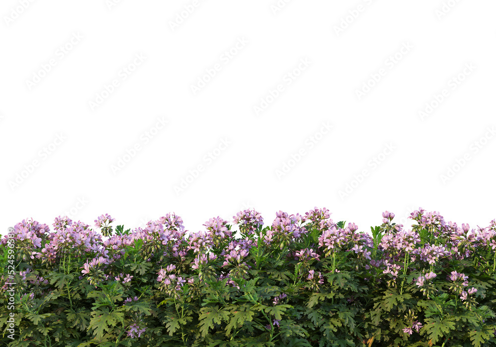 Obraz premium Flowers on a transparent background 