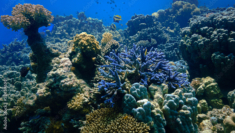 Fototapeta premium Beautiful and colorful blue soft corals