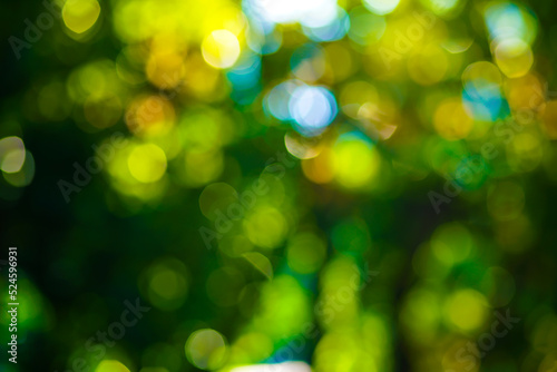Abstract blurred green tree leaf in park with bokeh sunny scene