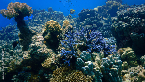 Beautiful and colorful blue soft corals