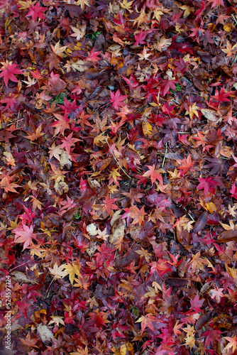 紅葉のじゅうたん © maaya