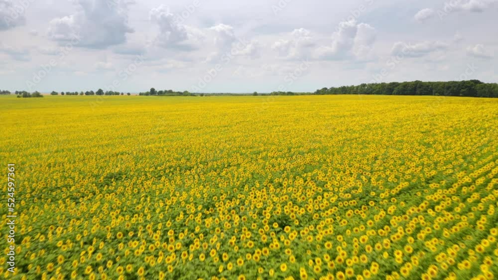 Large sunflower plantation in sunny day. UHD 4k video. Large sunflower plantation in sunny day. UHD 4k video.
