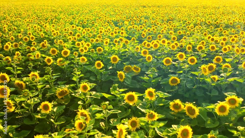 Attractive sunflower plantation on a sunny day. UHD 4k video. Attractive sunflower plantation on a sunny day. UHD 4k video.