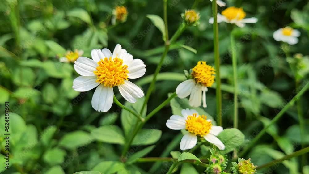 grass flower daisy spring. swaying in the wind on green grass background. Green meadow and white small flowers on a summer day grass flower daisy spring. swaying in the wind on green grass background. Green meadow and white small flowers on a summer day