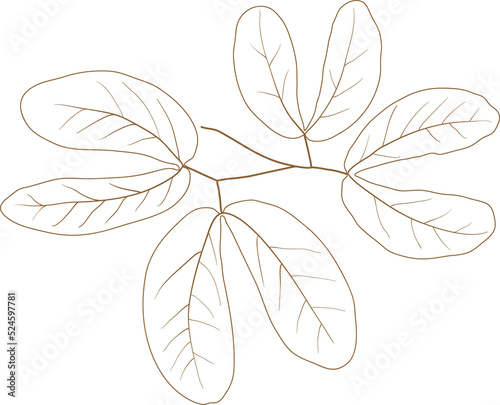 Leaf doodle transparency for decoration. 