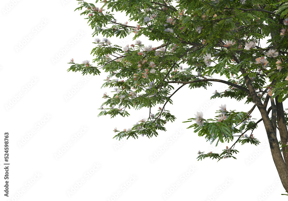 Foreground branch on a transparent background
Foreground branch on a transparent background