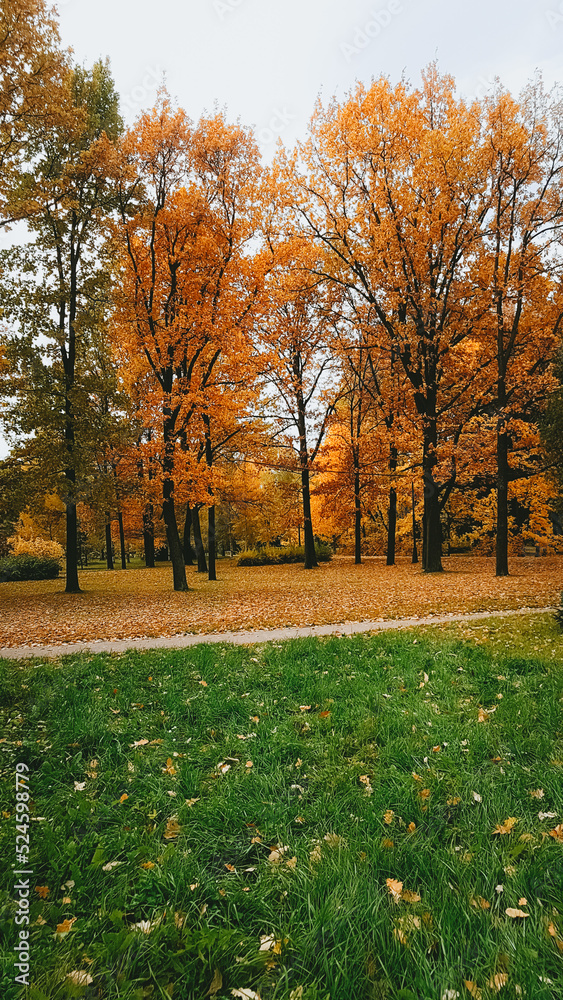 Autumn golden landscape, Park in the city, October Autumn golden landscape, Park in the city, October
