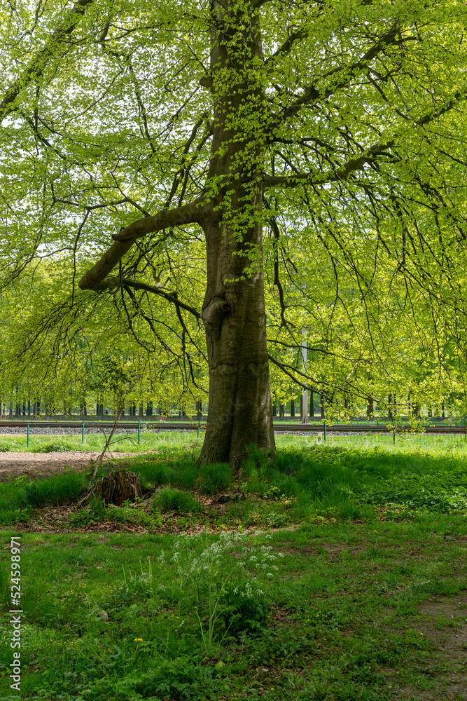 Large beech tree along road crossing railway line to Arnhem outside of De Steeg in The Netherlands. Large beech tree along road crossing railway line to Arnhem outside of De Steeg in The Netherlands.