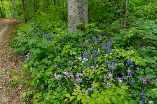 Fototapeta Naklejka Na Ścianę i Meble -  Flowering plants and beech trees and brambles growing in a forest outside of Rozenbos in Rheden, The Netehrlands