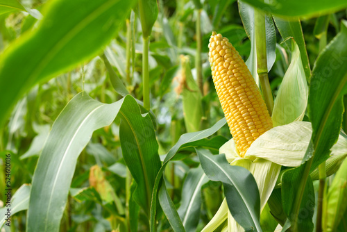 Close-up corn cobs in corn plantation field.