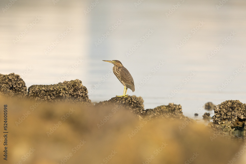 Striated Heron or little heron or mangrove heron Striated Heron or little heron or mangrove heron