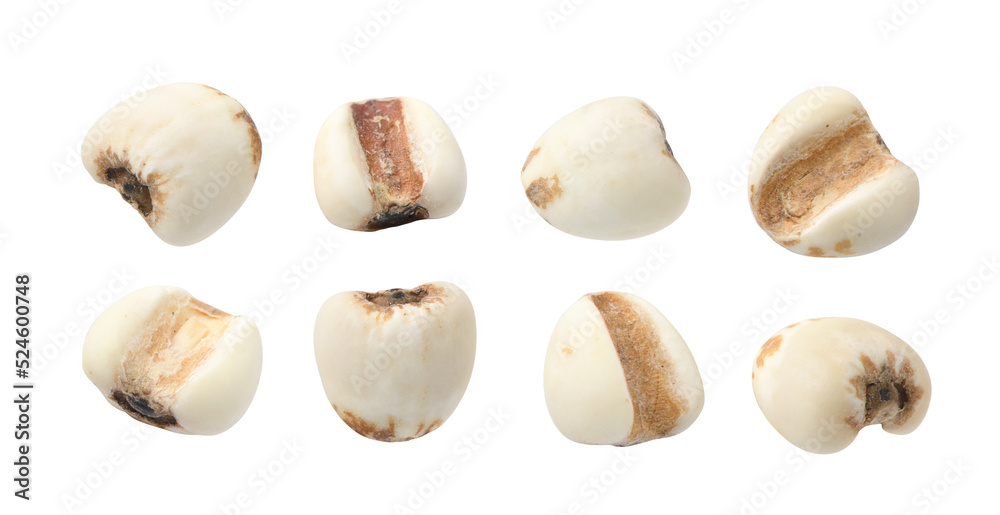 Job's tears ( Adlay millet) seeds collection isolated on white background. Clipping path
