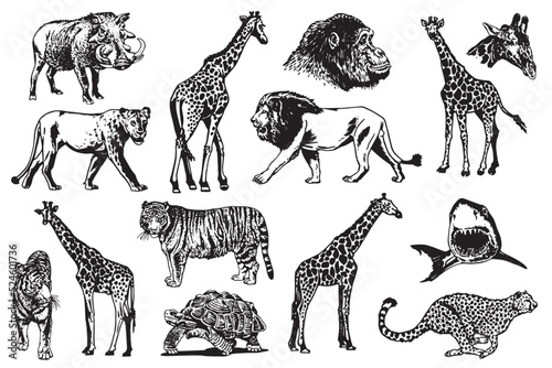 Graphical big set of wild African animals isolated on white, vector illustration.Aquatic and savanna animals