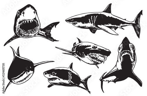 Graphical collection of sharks isolated on white, marine life elements.Vector illustration. Seafood