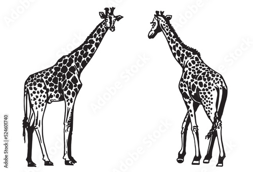 Graphical set of giraffes isolated on white background, African animal vector illustration