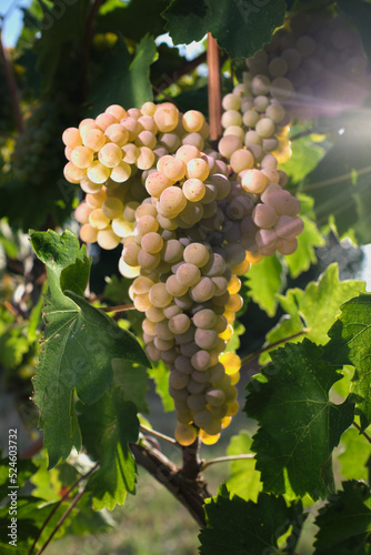 Wallpaper Mural Ripe grapes in the sun. A bunch of grapes before harvest. Beautiful vine on a green background.Brush white grapes blurred background. Ripe yellow grapes close up view. Torontodigital.ca