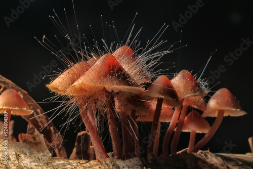 Fotografi toadstool mushrooms toxic psychedelic dangerous ecosystem