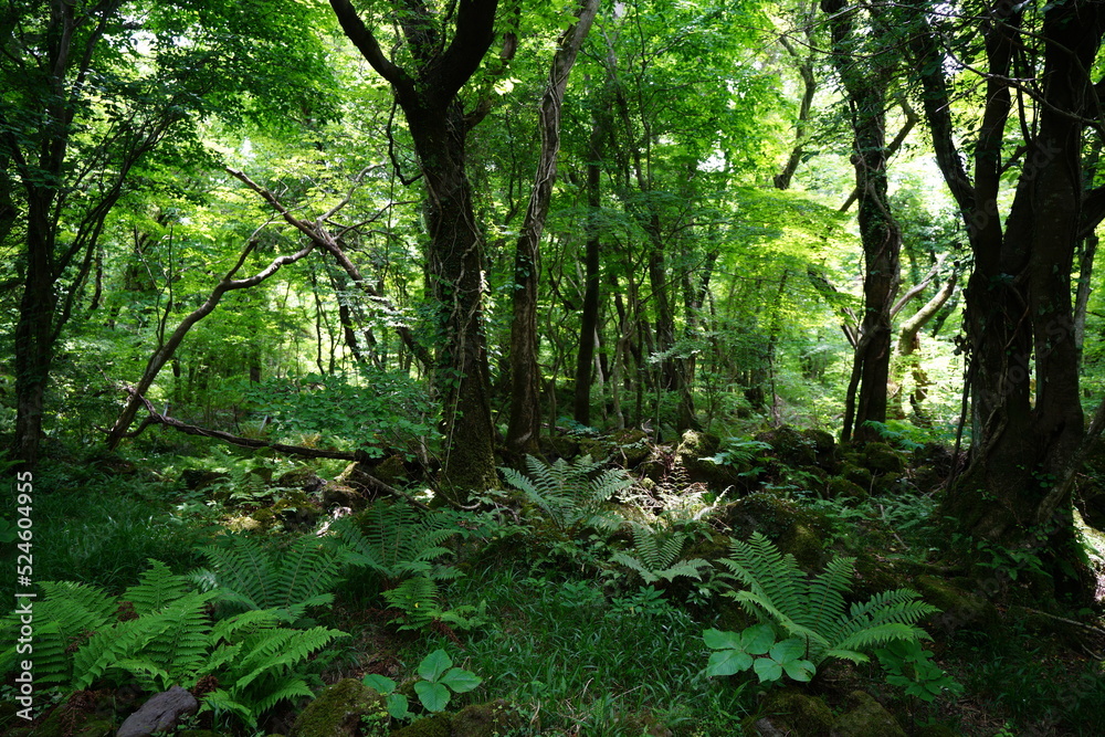 wild spring forest in the gleaming sunlight