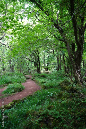 fine pathway through fresh green forest