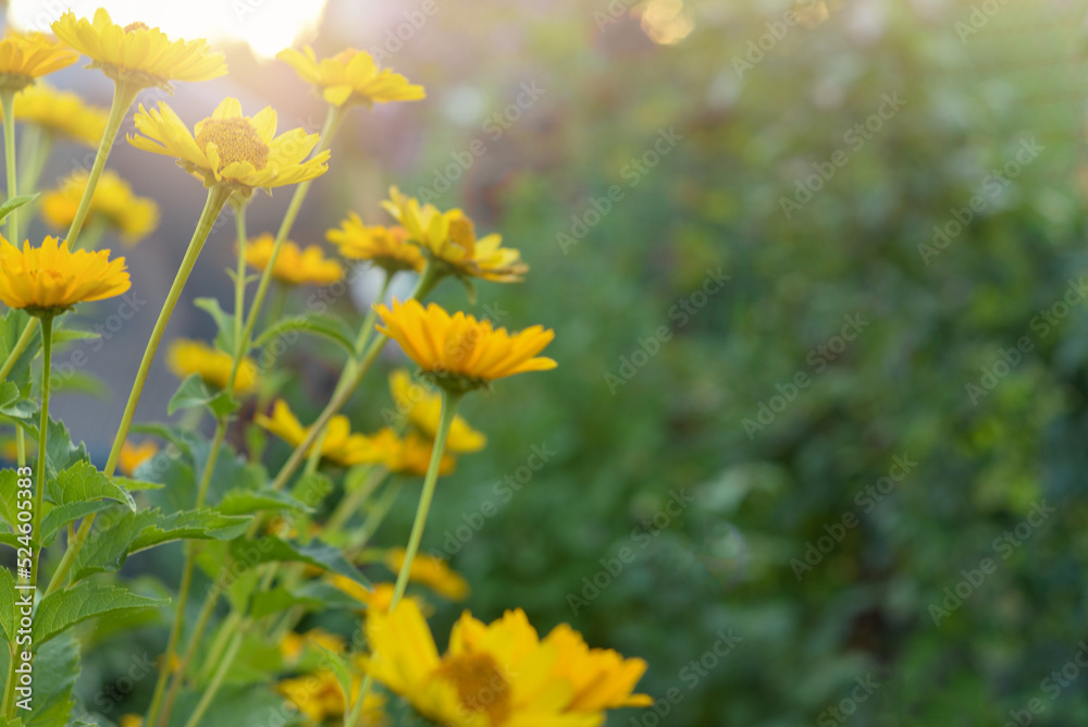 Yellow heliopsis flowers on a background of greenery and sunny morning light. Place for text Yellow heliopsis flowers on a background of greenery and sunny morning light. Place for text