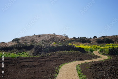 seaside walkway and rape blossom