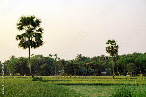 Bangladesh is a paradise of natural beauty. Palm tree stands on one leg in the middle of a huge field.