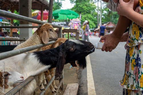 A Girl bottled milk feeding a black and white sheep in a cage © Siripat
