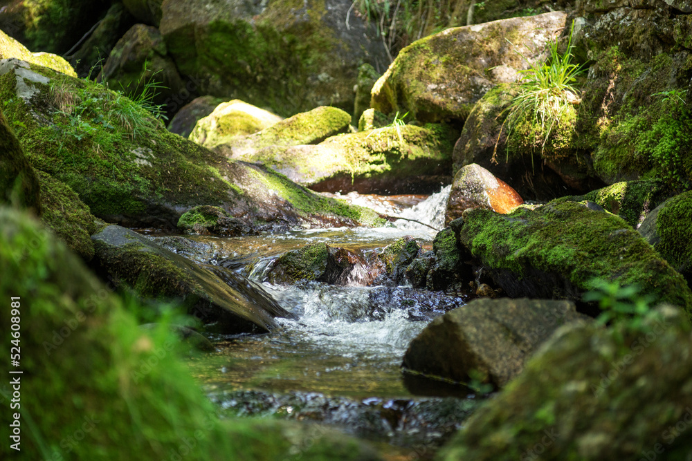 Stones with moss and grass in flowing water Stones with moss and grass in flowing water