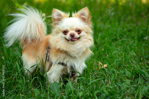  Funny little chihuahua dog plays on the grass.