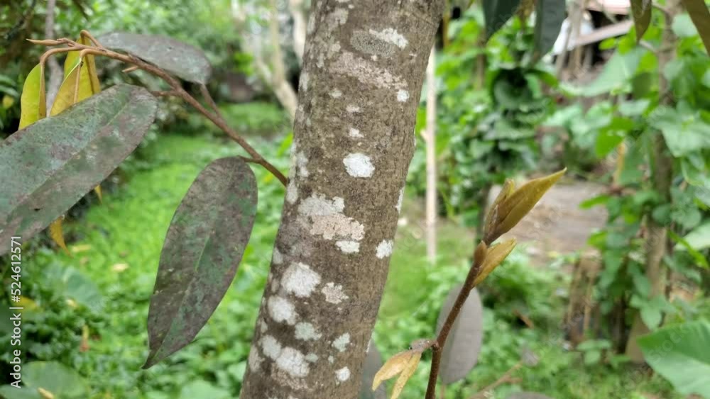 Durian tree trunk got fungus Durian tree trunk got fungus
