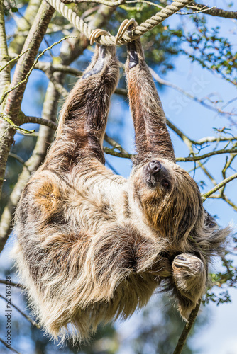 Two-toed sloth scratching