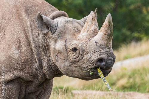 Black rhinoceros chewing a stick
