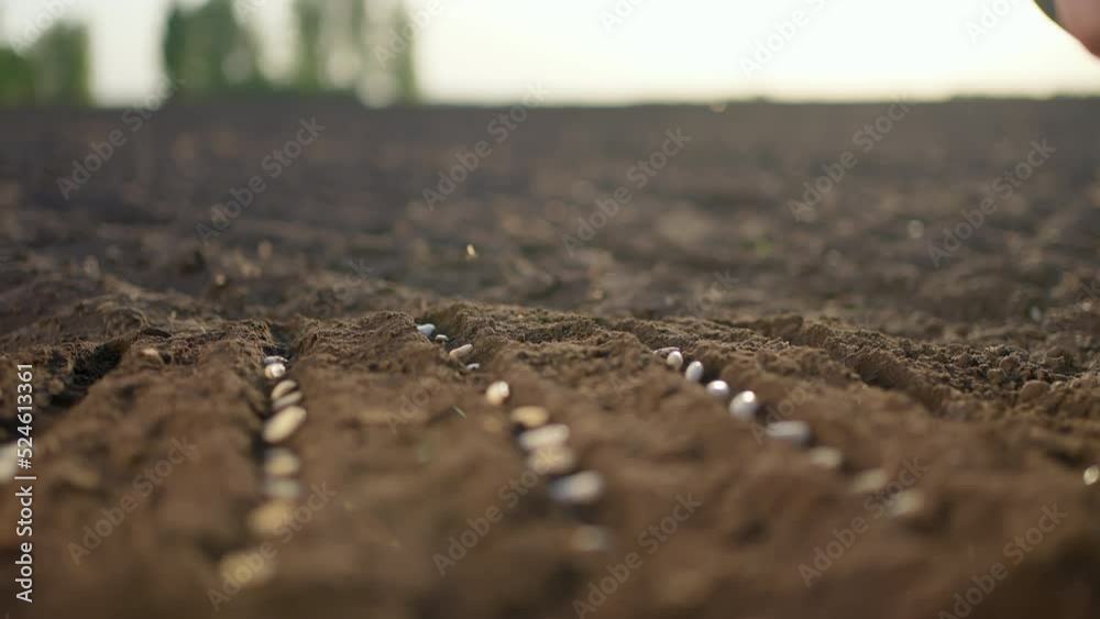 Farmer's hand planting seed in spring sowing soil. Close-up male hand of farmer man touching seeds of Vegetable at ground soil on land field sun. Business agriculture farming harvest ecology concept Farmer's hand planting seed in spring sowing soil. Close-up male hand of farmer man touching seeds of Vegetable at ground soil on land field sun. Business agriculture farming harvest ecology concept