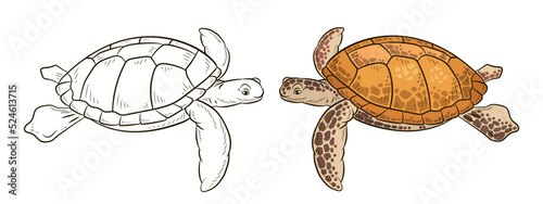 Sea turtle, vector drawing. Color and black and white image.
 Coloring book for kids.