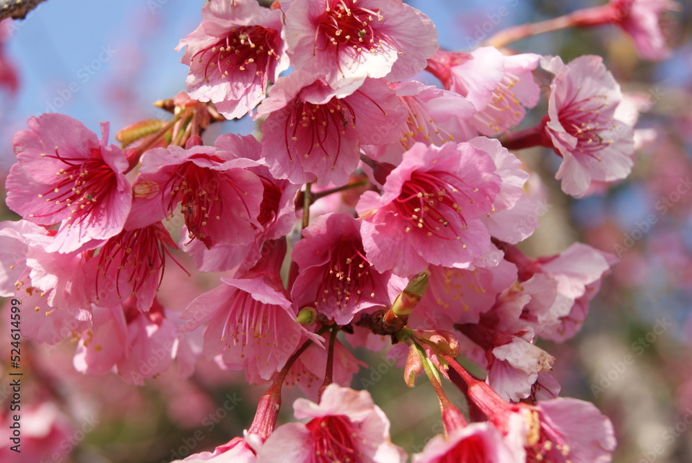 Fototapeta premium The cherry blossoms are blooming , very beautiful.