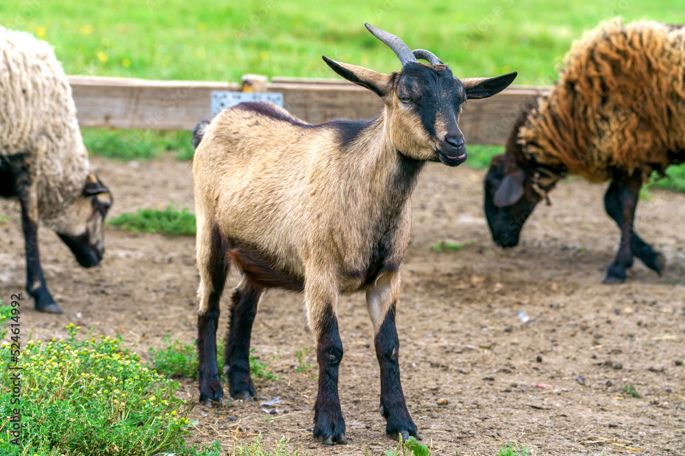 Beautiful brown goat. Home pet on the farm. Beautiful brown goat. Home pet on the farm.