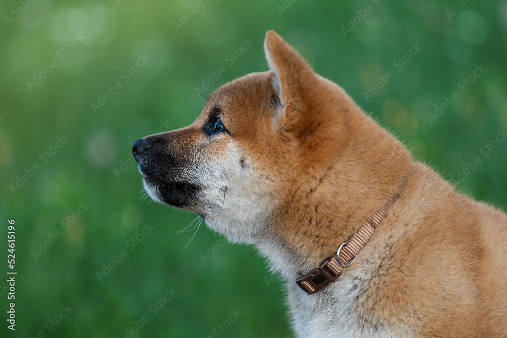 Profile portrait of a puppy. Shiba Inu dog.
