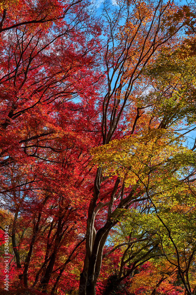 Yase-Momiji-No-Komichi（八瀬 もみじの小径）in Autumn