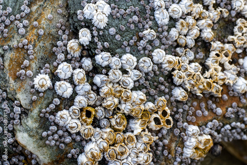  Barnacles, snails and kelp on a rock at low tide. photo