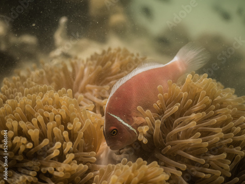 Pink skunk clownfish, Pink anemonefish (Amphiprion perideraion) live with sea anemone .A native species in Samaesarn island, Gulf of Thailand, Thailand photo