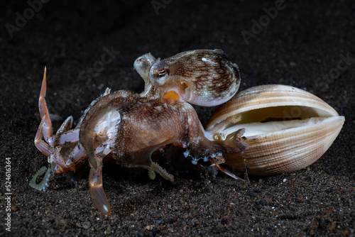 Coconut Octopus - Amphioctopus marginatus feeding on a crab. Underwater night life of Tulamben  Bali  Indonesia.