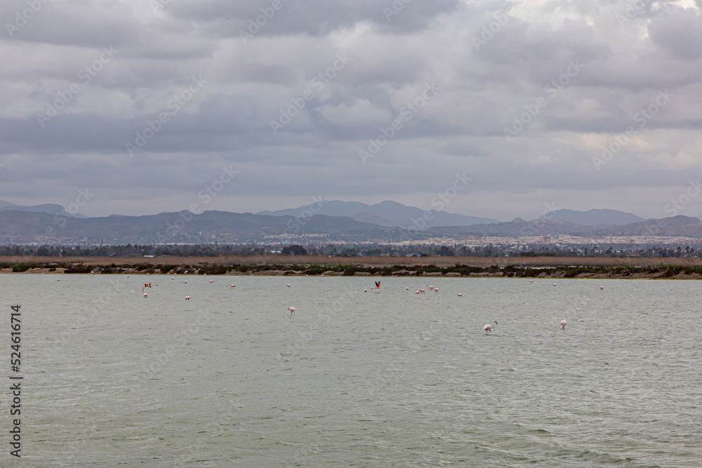 Flamingos. Birds and their shadows. Salt Lake Flamingos. Birds and their shadows. Salt Lake