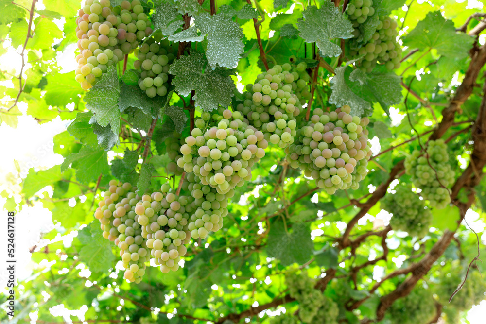 Ripe grapes in fall Ripe grapes in fall
