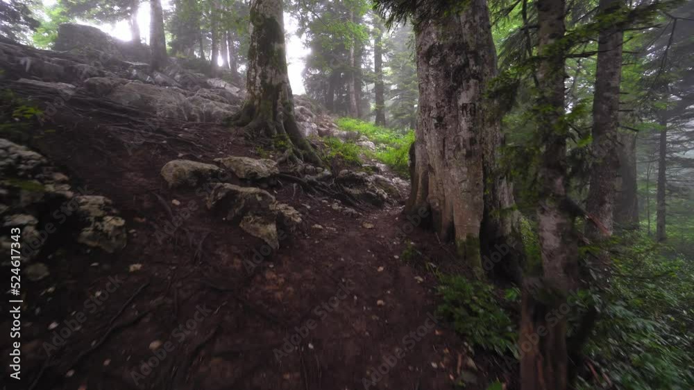 wild landscaped forest with trees and moss on rocks. Atmosphere of eerie or fairy-tale forest with large stones and mountains. Fog or smog has enveloped everything, sun's rays are penetrating. wild landscaped forest with trees and moss on rocks. Atmosphere of eerie or fairy-tale forest with large stones and mountains. Fog or smog has enveloped everything, sun's rays are penetrating.