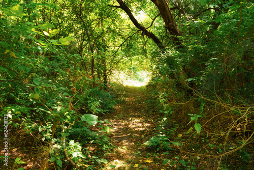 hiking trail in the wild forest  beautiful summer landscape  bright sunlight through the trees