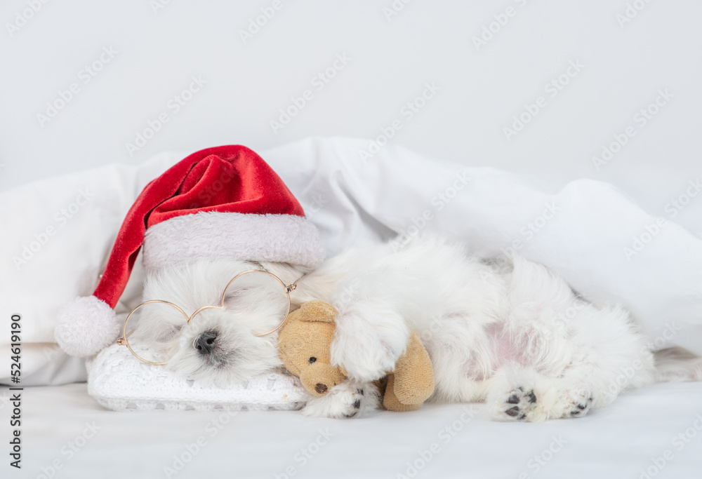 Cute Lapdog puppy wearing red santa hat sleeps and hugs toy bear under white blanket at home. Top down view Cute Lapdog puppy wearing red santa hat sleeps and hugs toy bear under white blanket at home. Top down view