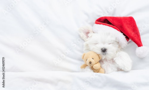 Cute Lapdog puppy wearing red santa hat sleeps and hugs toy bear under white blanket at home. Top down view. Empty space for text